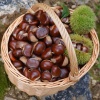 蔡晶晶的一亩田店铺