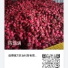 阳春市大丰收农业的一亩田店铺