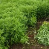 艺云蔬菜种植批发的一亩田店铺