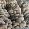 双顺商行的一亩田店铺