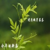 银霜莓茶生态有限公司的一亩田店铺