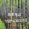 杨妙玲的一亩田店铺