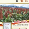 嘉丰农业的一亩田店铺