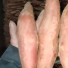 饶阳泰利红薯基地的一亩田店铺