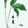 祁都华锦种业的一亩田店铺