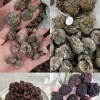 山东榆耳猴脑菌羊肚耳种植场的一亩田店铺