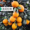 儒香园鲜果园的一亩田店铺