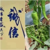 徐闻光哥蔬菜收购的一亩田店铺