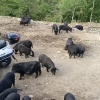 黄家其的一亩田店铺