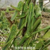 莒县昆虫养殖基地的一亩田店铺
