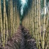 景茹种植农民专业水果甘蔗种苗合作社的一亩田店铺