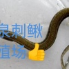 刺鳅水产养殖公司的一亩田店铺