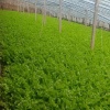 山东聊城阳谷后郎西甲飞种植蔬菜合作社的一亩田店铺