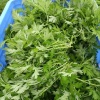 绿叶特菜行的一亩田店铺