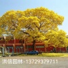 广东省普宁市洪信园林的一亩田店铺