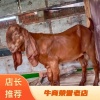 四川资阳洪彬黄金羊的一亩田店铺