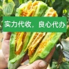 九号瓜果蔬菜供应链的一亩田店铺