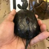罗健华的一亩田店铺