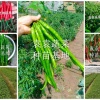 袁袁蔬菜育苗基地的一亩田店铺