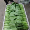 亮子南通大棚蔬菜全国发货的一亩田店铺