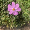 鲁香花卉苗木的一亩田店铺