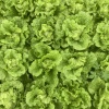郫都区三盛和蔬菜种植专业合作社的一亩田店铺