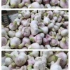 张苏杭的一亩田店铺