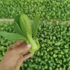 农时大棚蔬菜种植有限公司的一亩田店铺
