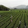 英德市众沅茶业有限公司的一亩田店铺