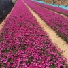 青州万扬花卉苗木有限公司的一亩田店铺