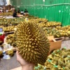 海南海口嘎嘣甜电子商务工作室的一亩田店铺
