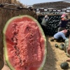 绿源果蔬有限公司的一亩田店铺