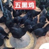西奈山三鸟批发的一亩田店铺