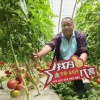 窦吉德蔬菜供应的一亩田店铺