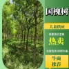 德起园林绿化基地的一亩田店铺