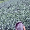 慈溪市周巷镇盛禾果蔬农场的一亩田店铺