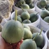 刘保军的一亩田店铺