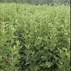 杨念的一亩田店铺