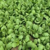 众来蔬菜经营供应部的一亩田店铺