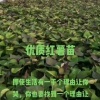 张智娥的一亩田店铺