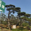 景盛园林的一亩田店铺