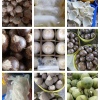 海南梁定丰树上水椰子批发的一亩田店铺