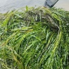 绿姿源水生植物的一亩田店铺