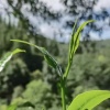 云红居茶叶店的一亩田店铺