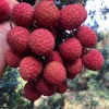 赖小凤的一亩田店铺