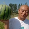 西瓜草帘子公司的一亩田店铺
