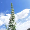 情怡花汇园艺的一亩田店铺