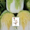 东亮蔬菜代办代发的一亩田店铺