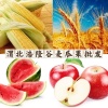 渭北浩隆谷麦瓜果批发的一亩田店铺