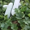 小孟种植基地的一亩田店铺